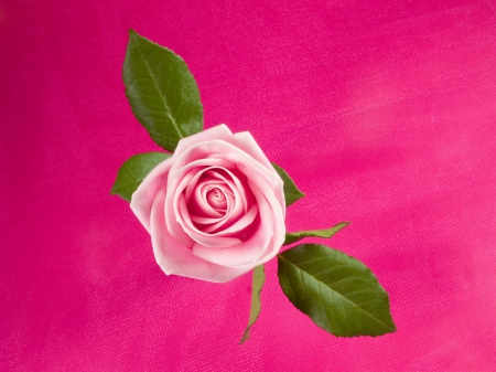 Pink on pink - single, rose, flower, pink