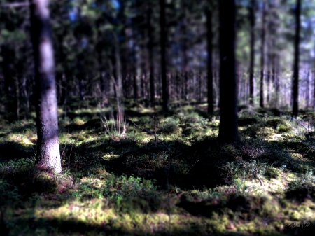 Forest, Finland - spring, forest, trees, sun