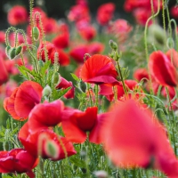 Poppies