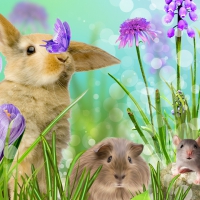 Bunny's Furry Friends