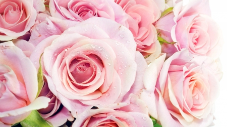 beautiful roses color pink - flower, pink, gorgeous, beautiful