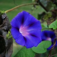 Beautiful Morning Glory