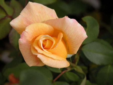 Rose - orange, gorgeous, rose, flower