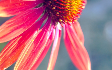 Echinacea - echinacea, nature, flowers, flower