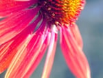 Echinacea