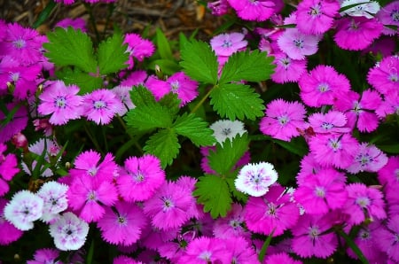 Flowers - flowers, nature, pink flowers, flower, pink, pink flower