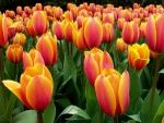 Tulips