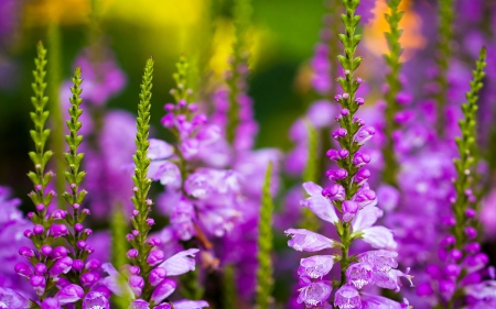 Flowers - flowers, nature, purple, violet, flower