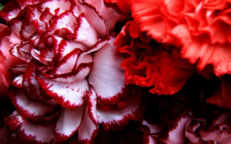 Carnation - carnation, flowers, flower, nature