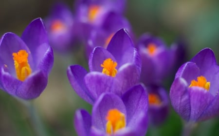 Crocuses - flowers, close-up, purple, crocuses, spring, flower, crocus