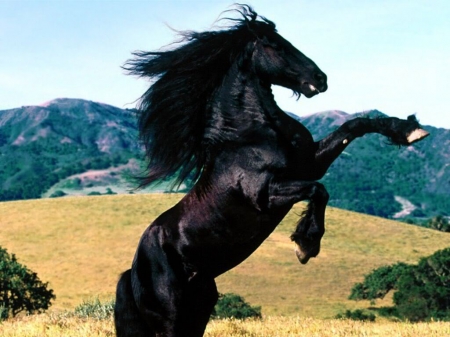 BEAUTIFUL GORGEOUS HORSE - beauty, nature, gorgeous, horse, wild, color, black