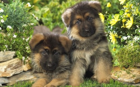 CUTE PUPS