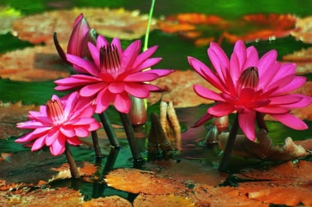 Water lilies - summer, pretty, water, beautiful, flowers, leaves, lake, pond, lilies, nature