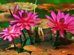 Water lilies