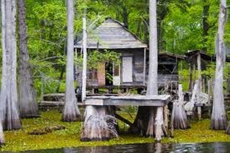 Interesting Swamp House - swamp, cypress, small house, interesting