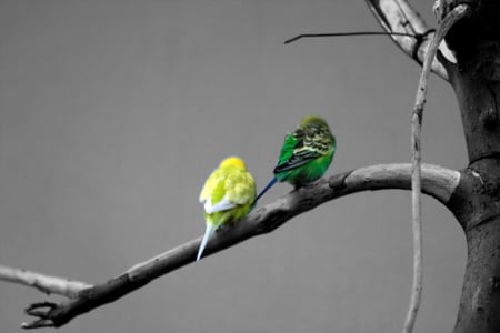 Beauty of tiny birds - tiny, cute, couple, birds