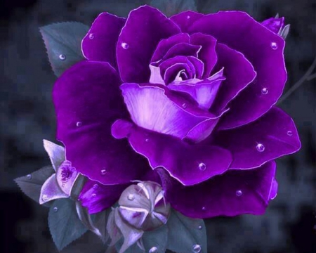 Purple Rose - beautiful, purple, rose, art