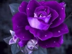 Purple Rose