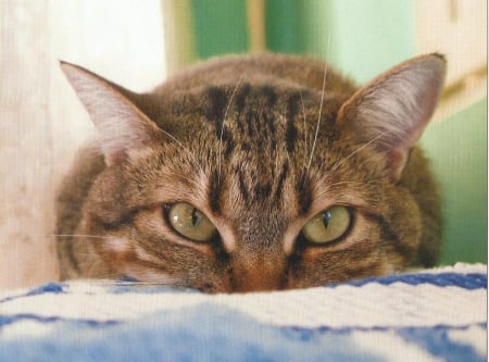 Cat - feline, tabby, cute, paws, cat