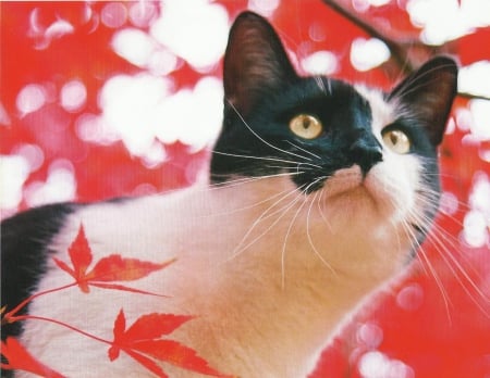 Cat - paws, cat, red, leaves, cute