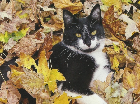 Cat - leaves, paws, cute, cats