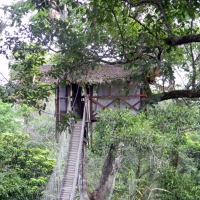 Treehouse