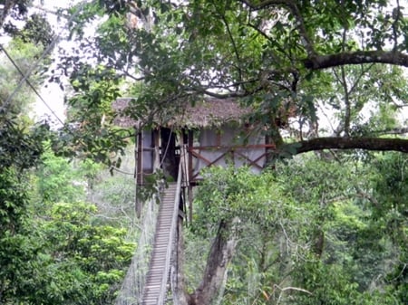 Treehouse - jungle, treehouse, high, Amazon