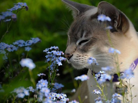 sniffing a flowers - sniffing, flowers, animals, cats