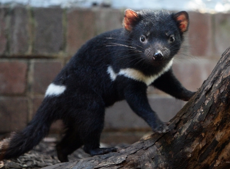 Tasmanian devil - white, australian, rare, brown