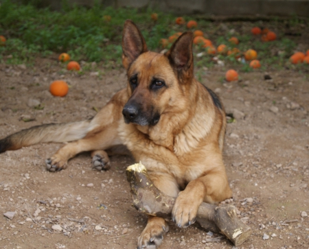 with wooden toy - on, ground, german, shepherd