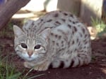 White Bengal cat