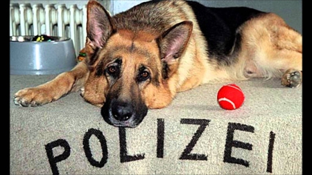 Kommisaris rex(Rex) - defender, dog, polizei, fierce