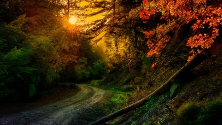 Autumn - rays, autumn, sunlight, trees, sun, sunset, path, autumn splendor, road, nature, fall, forest, woods, splendor, sunrays