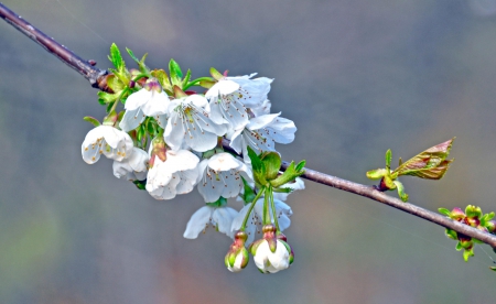 Spring - lovely, spring, nature, pink, beautiful, green, flowers, photo, cute, flower