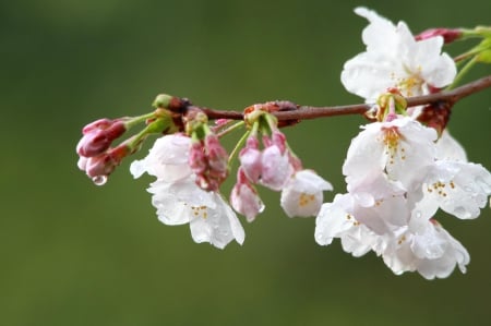 Spring - lovely, spring, nature, pink, beautiful, green, flowers, photo, cute, flower