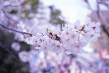 Spring - flower, pink, cute, beautiful, flowers, photo, spring, lovely, nature, green