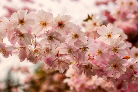 Spring - flower, pink, cute, beautiful, flowers, photo, spring, lovely, nature, green