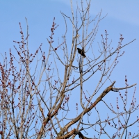 Bird In A Tree