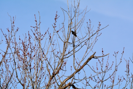 Bird In A Tree - bird in a tree, bird, birds, finch