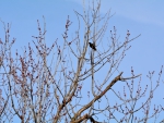 Bird In A Tree