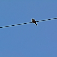 Bird On A Wire