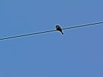 Bird On A Wire