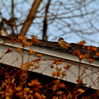 Up On The Roof