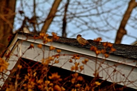 Up On The Roof - up on the roof, bird on the roof, finches, scenic bird, on the roof, pretty bird, bird, birds