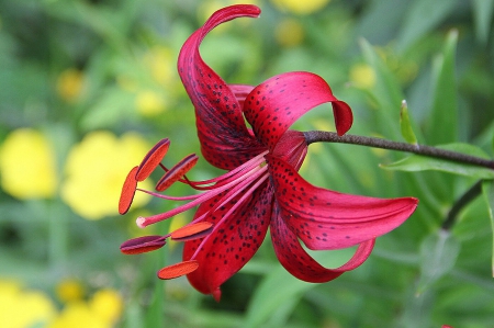 Flower - red, flower, amazing, green