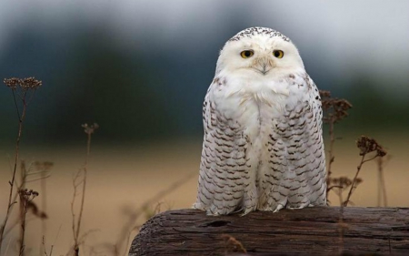 Owl - owl, bird, animals, log