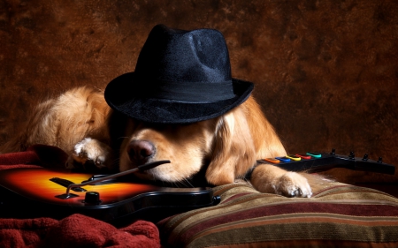 After the show - animal, guitar, instrument, black, hat, sleep, dog