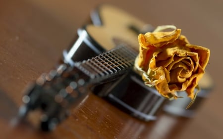 Music of life - flower, guitar, rose, instrument, orange, music