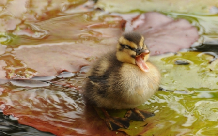 Mommy!!! - bird, water, cute, baby, duckling, adorable