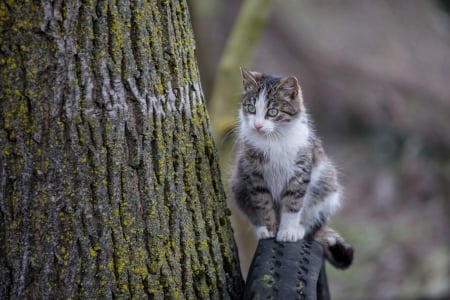 Cat - paws, face, pretty, cute, animals, beautiful, cat, sleeping, kitty, cats, kitten, hat, lovely, cat face